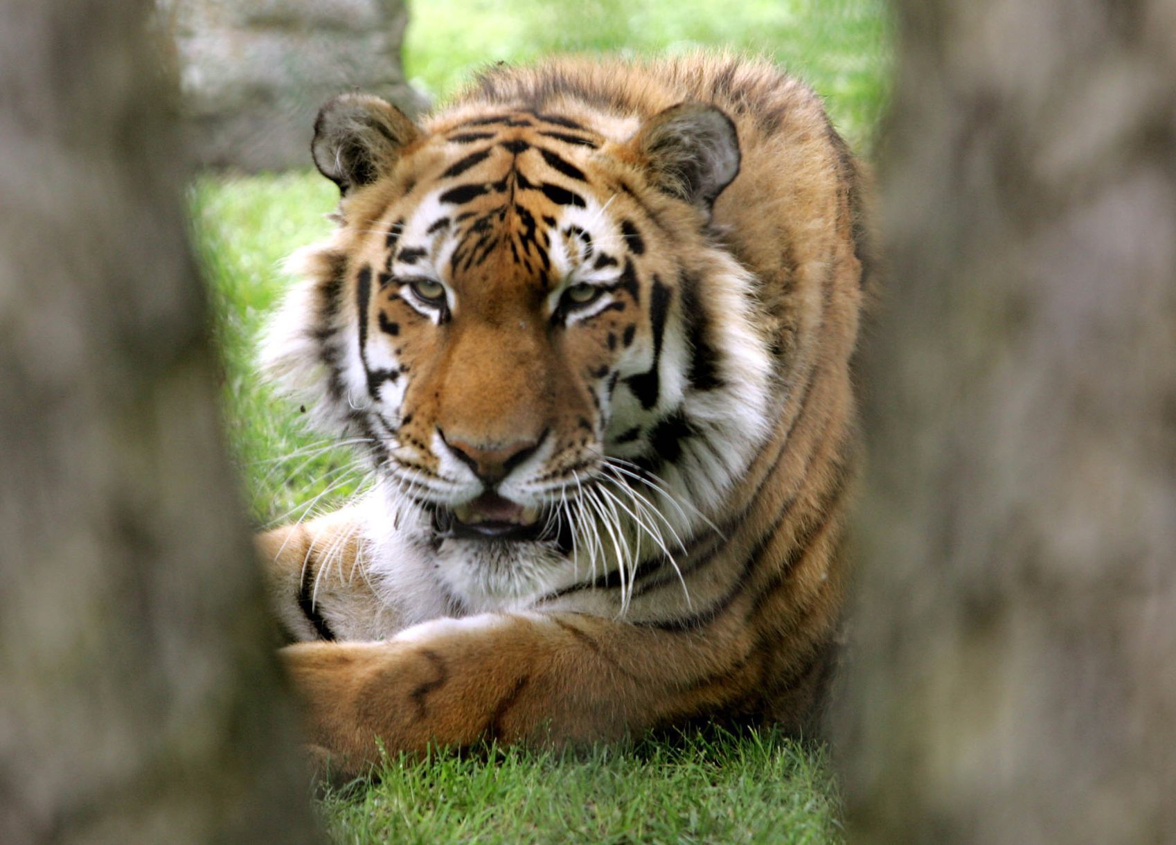 ATS Zoo
